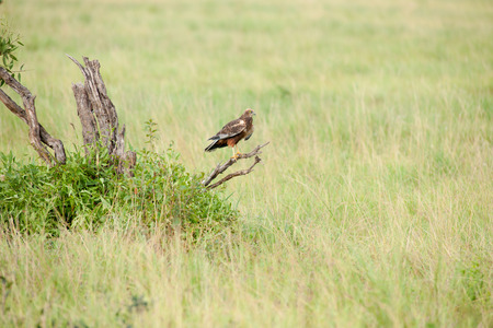 bird in the wilds of africaの写真素材