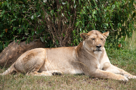 lion the king in the savannah of africaの写真素材