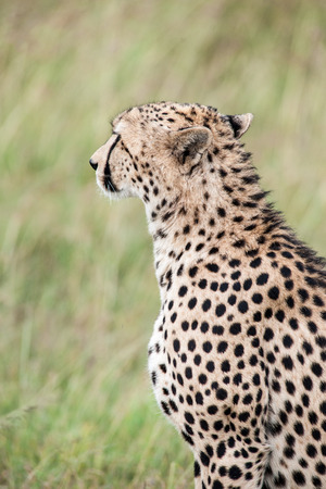 cheetah the sprinter in the savannahの写真素材
