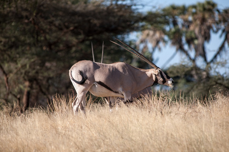 antelope in the savannah of kenyaの写真素材