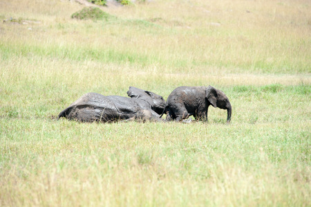 elephant in the savannah of africa ,の写真素材