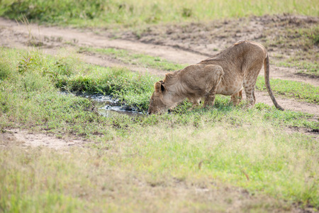 the king lion in the savannah of africaの写真素材