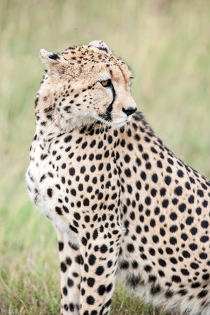 cheetah the sprinter in the savannahの写真素材