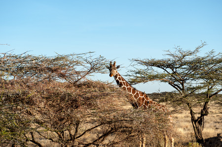 giraffe in the national park masai maraの写真素材