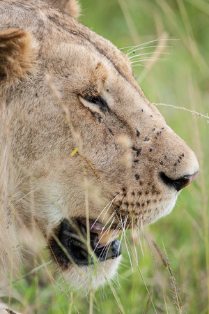 the king lion in the savannah of africaの写真素材