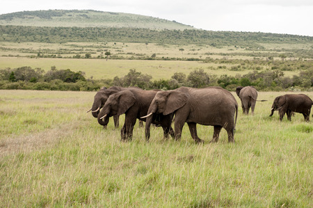 elephant in the savannah of africaの写真素材