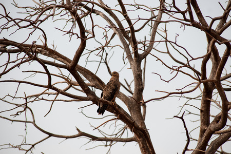 bird in the wilds of africaの写真素材