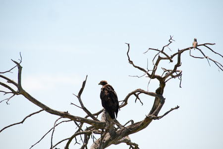 bird in the wilds of africaの写真素材