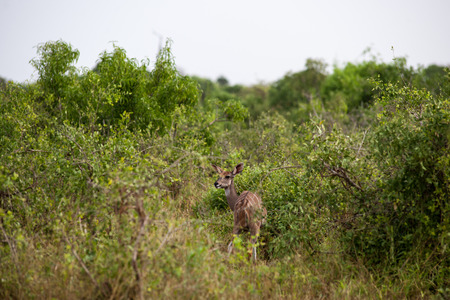 antelope in the savannah of kenyaの写真素材
