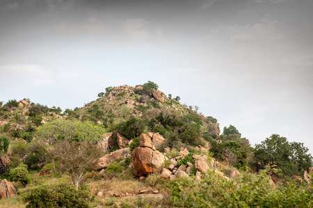the king lion in the savannah of africaの写真素材