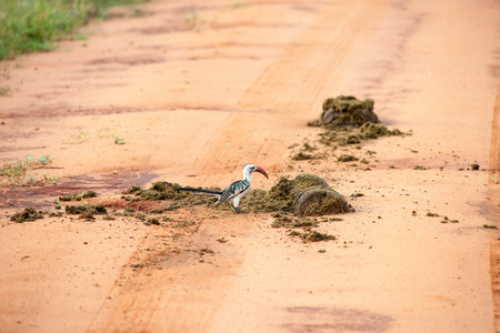 bird in the wilds of africaの写真素材