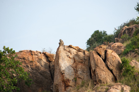 Baboon in the savannah of africaの写真素材