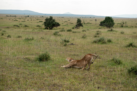 the king lion in the savannah of africaの写真素材
