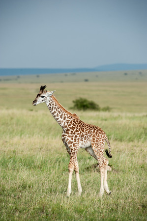 giraffe in the national park masai maraの写真素材