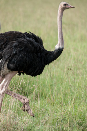 bird in the wilds of africaの写真素材