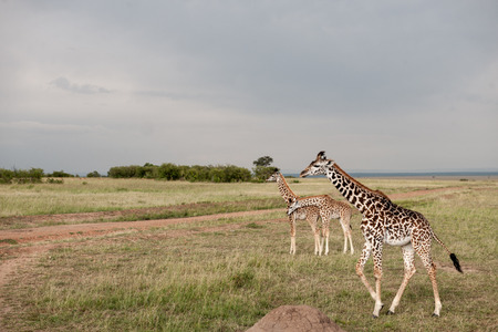 giraffe in the national park masai maraの写真素材