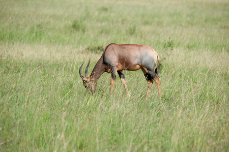antelope in the savannah of kenyaの写真素材