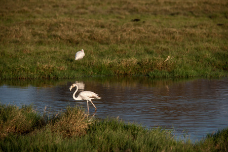 bird in the wilds of africaの写真素材
