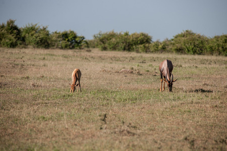 antelope in the savannah of kenyaの写真素材