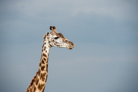 giraffe in the national park masai maraの写真素材