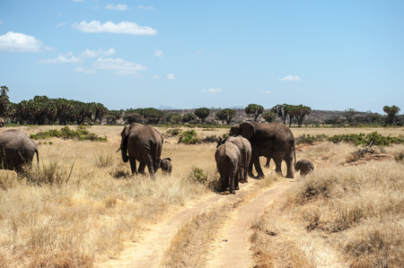 elephant in the savannah of africaの写真素材