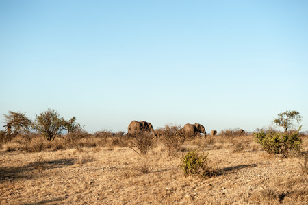 elephant in the savannah of kenyaの写真素材
