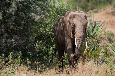 elephant in the savannah of africaの写真素材