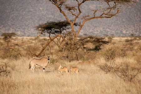 antelope in the savannah of kenyaの写真素材