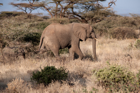 elephant in the savannah of africaの写真素材