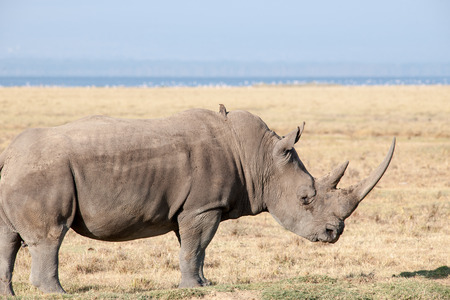 rhino in the national park lake nakuruの写真素材