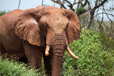 elephant in the savannah of africaの写真素材