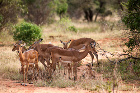 antelope in the savannah of kenyaの写真素材