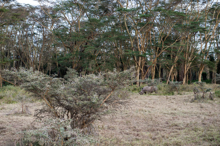 rhino in the national park lake nakuruの写真素材