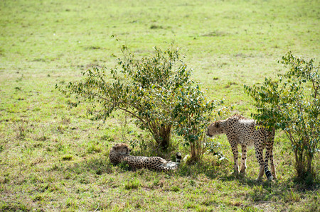 Cheetahの写真素材