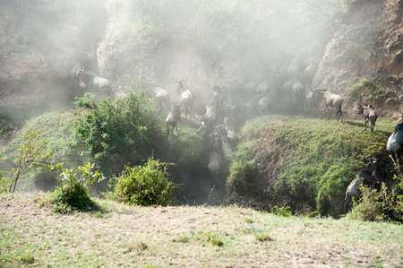 gnu migration on the mara riverの写真素材