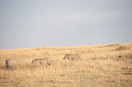 warthog in the savannah of kenyaの写真素材
