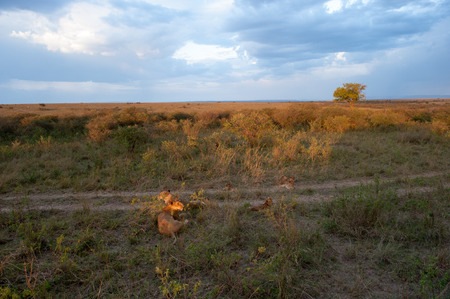 the king lion in the savannah of africaの写真素材