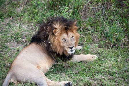 the king lion in the savannah of africaの写真素材
