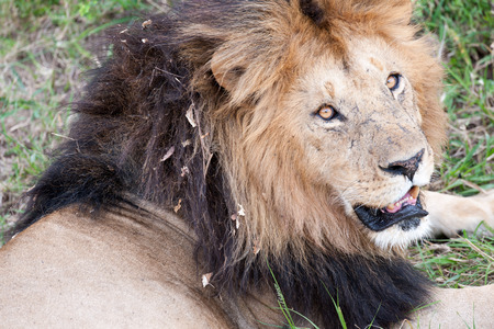 the king lion in the savannah of africaの写真素材