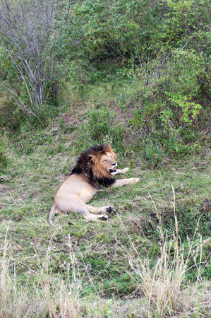 the king lion in the savannah of africaの写真素材