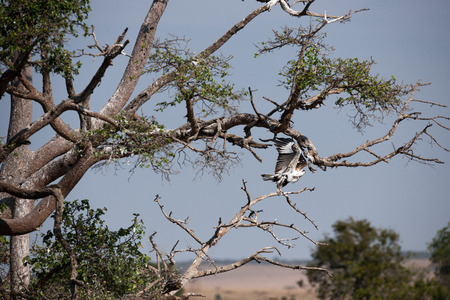 bird in the wilds of africaの写真素材