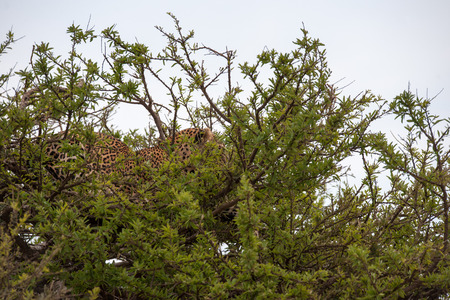 leopard silent hunter in the wilds of africaの写真素材