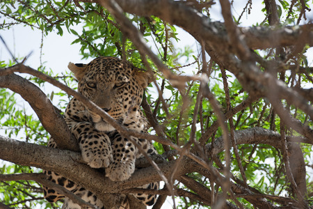 leopard silent hunter in the wilds of africaの写真素材