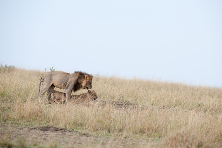 the king lion in the savannah of africa