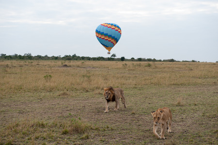 the king lion in the savannah of africaの写真素材