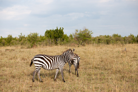 zebra in the wide of africaの写真素材