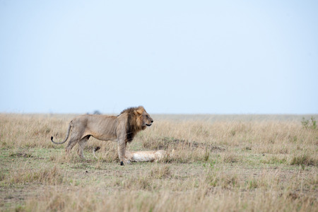 the king lion in the savannah of africaの写真素材