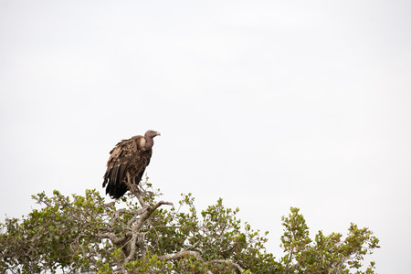 bird in the wilds of africaの写真素材