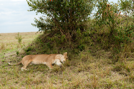 the king lion in the savannah of africaの写真素材
