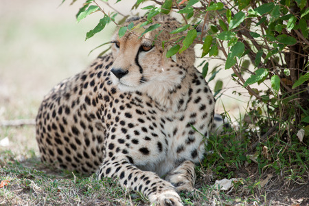 cheetah the sprinter in the savannahの写真素材